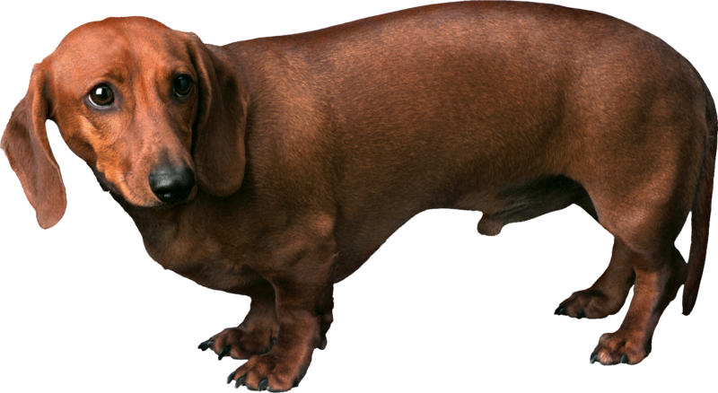 Dog Png, Download Png Image With Transparent Background, - Dash And Dash Dog (800x438), Png Download