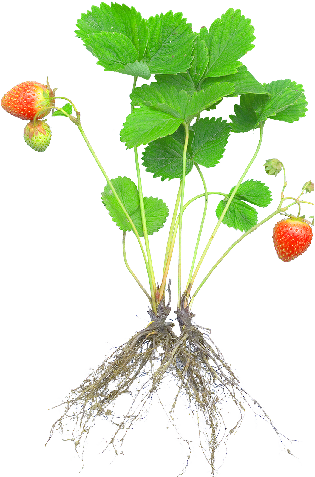 Strawberry Plants With Roots And Fruits (1056x1596), Png Download