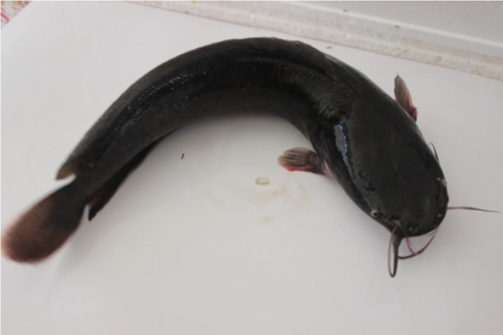More Views - Appalachian Salamander (1000x1231), Png Download