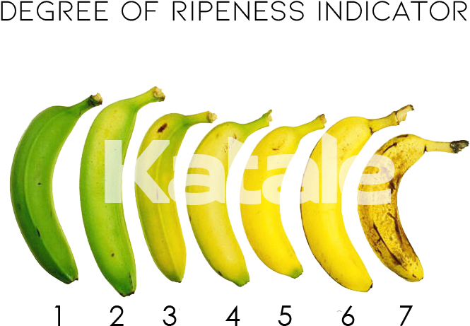 Alphonso Mangoes - Ripe Banana Scale (801x801), Png Download