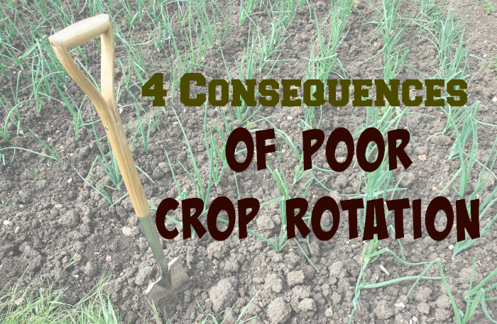 Crop Rotation Is A Vital Part Of Maintaining A Healthy - Grass (700x457), Png Download