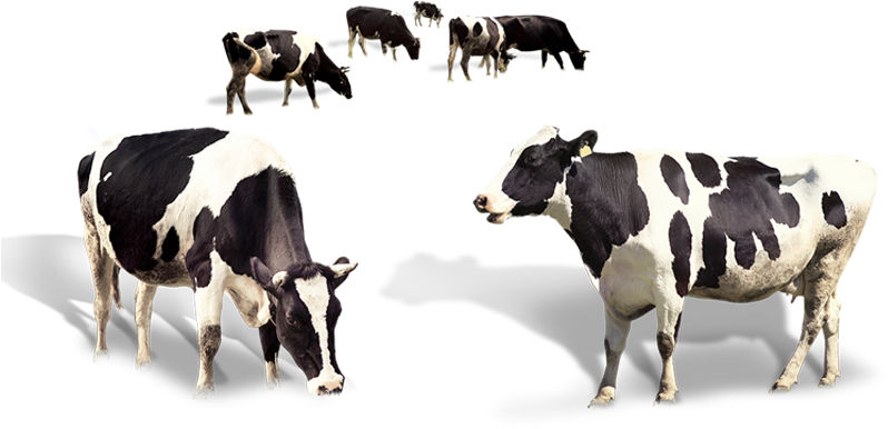 Indian Cow's Organic A2 Milk - Dairy Cow Cow Png (800x500), Png Download
