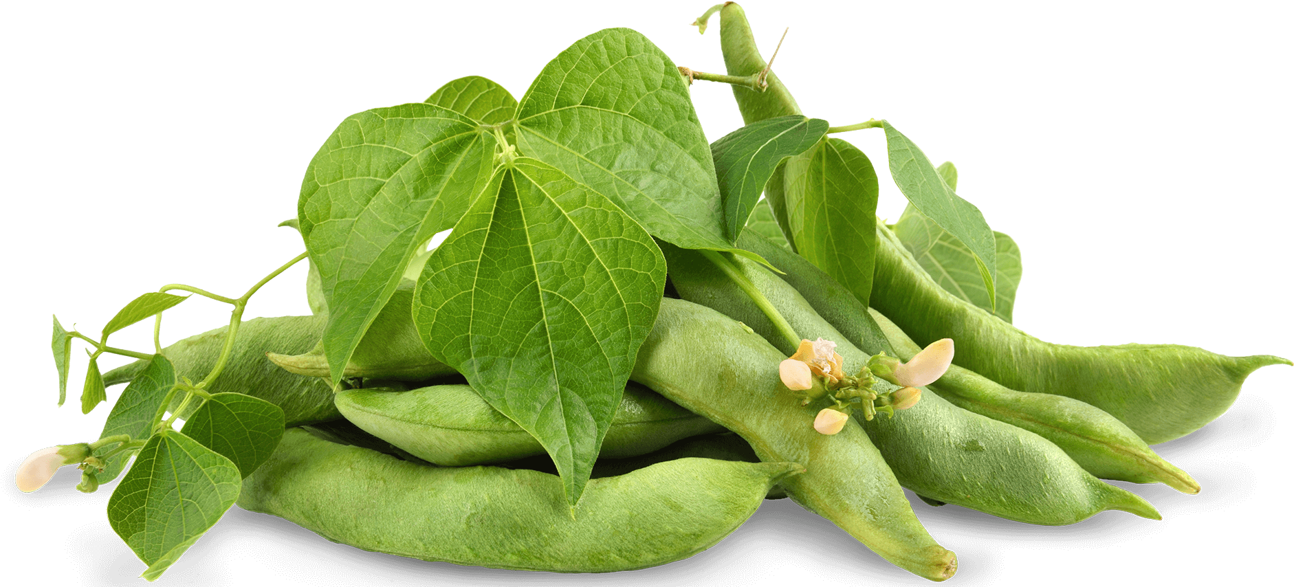 Soybean Soybean - Tetragonia (2000x853), Png Download