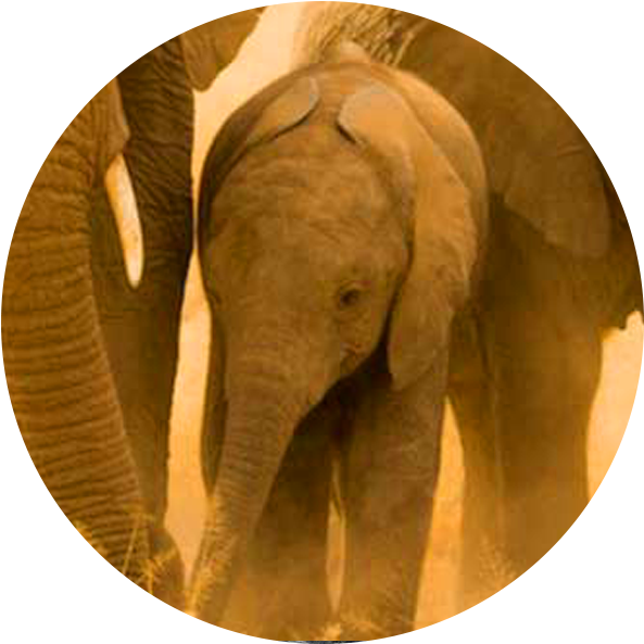 Acc Us Amboseli Conservation Project - Indian Elephant (600x600), Png Download