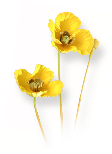 Flowers - Lily Family (1200x800), Png Download