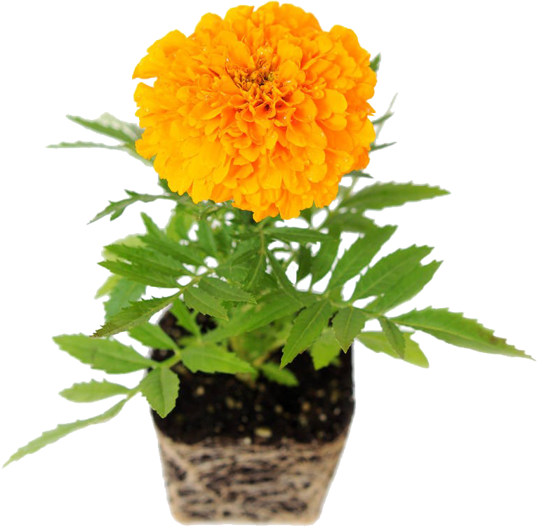 Download 盆栽万寿菊免抠素材 Planta Margarita En Maceta Full Size Png Image Pngkit