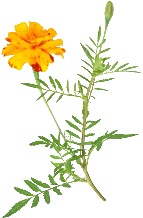 非洲万寿菊免费下载 - Marigold (648x1000), Png Download