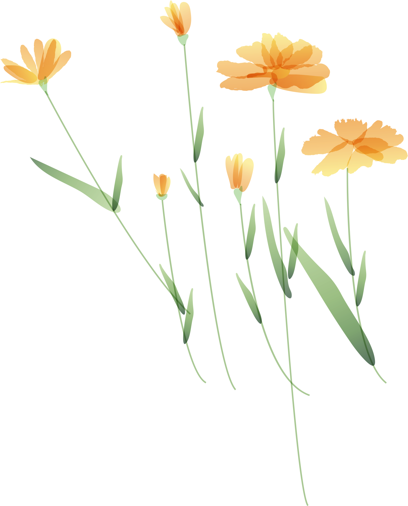 卡通野菊花 - English Marigold (2000x2000), Png Download