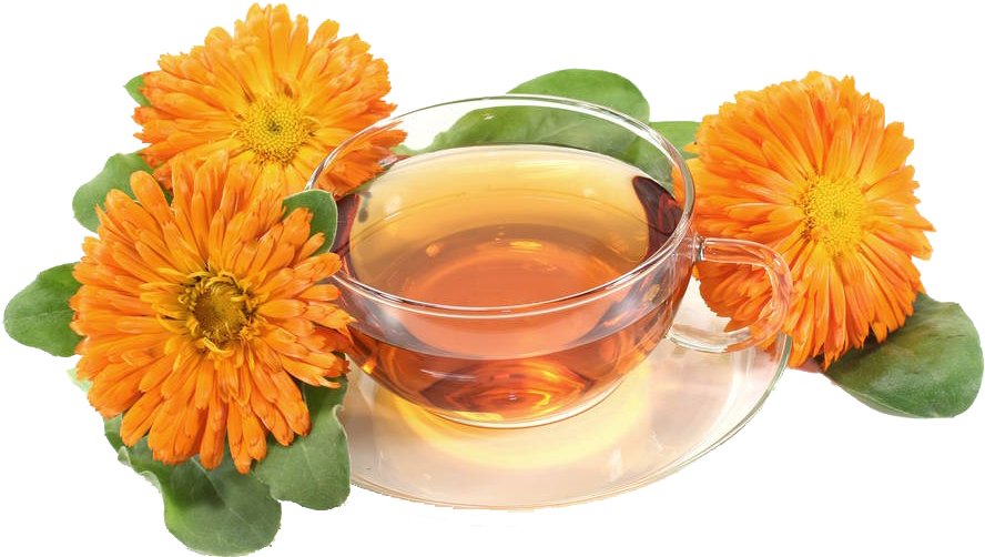 Download 万寿菊和茶免抠素材 Pot Marigold Full Size Png Image Pngkit