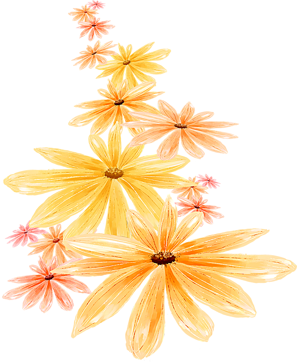 手绘菊花洋甘菊 - Still Life Photography (1000x1216), Png Download