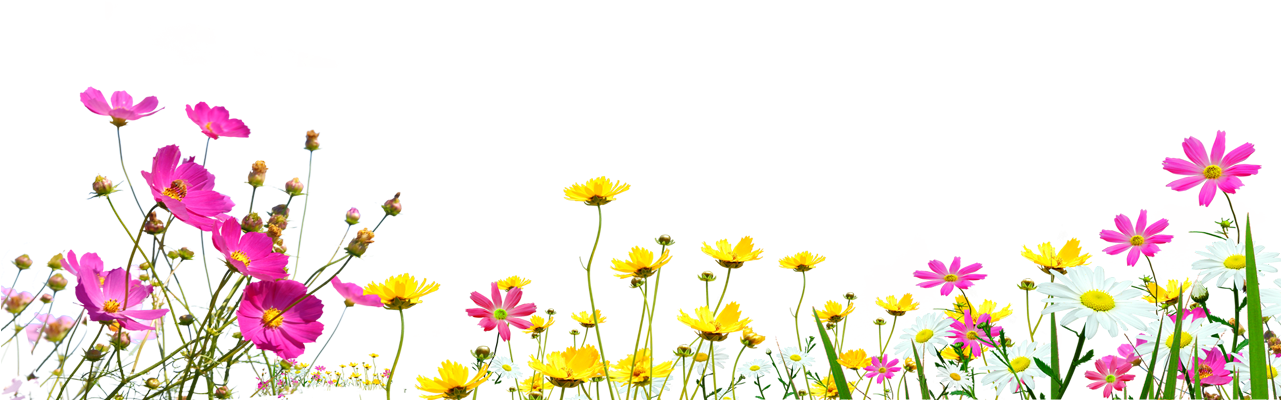 卡通菊花 - Summer Desktop Backgrounds (1280x428), Png Download