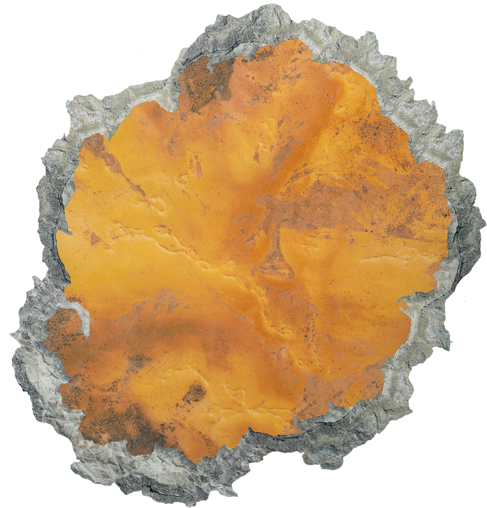 Fungus (1000x1061), Png Download