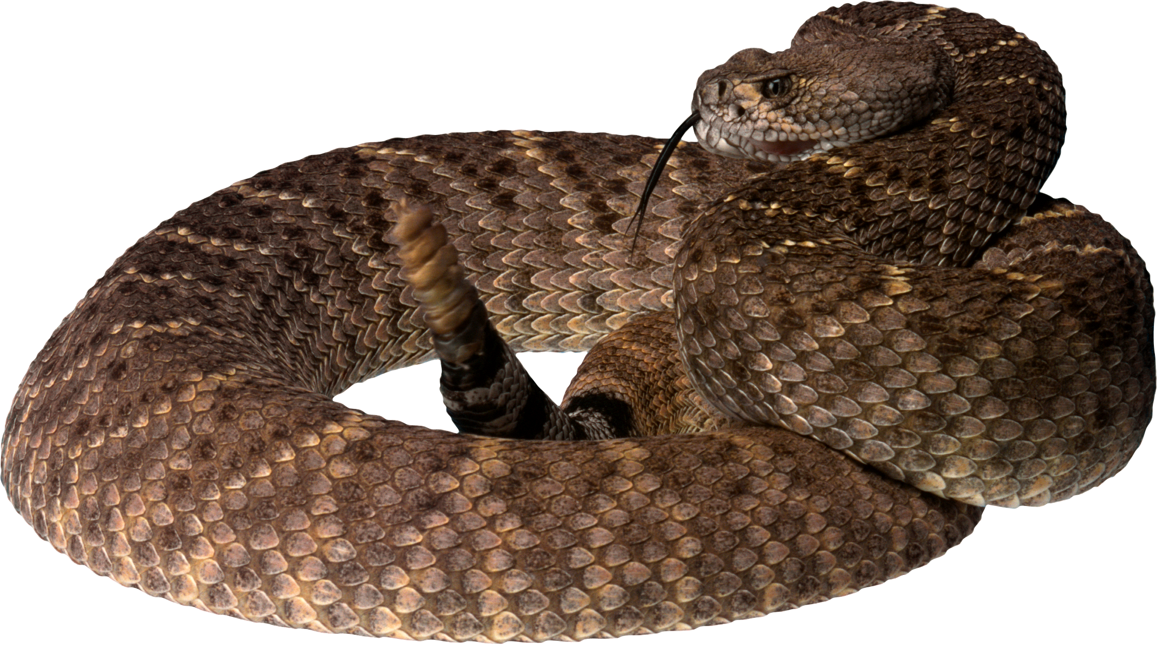 Brown Tree Snake Png (2263x1262), Png Download