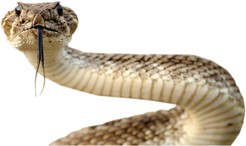 Png Snake Download - Sassy Snakes With Arms (600x388), Png Download