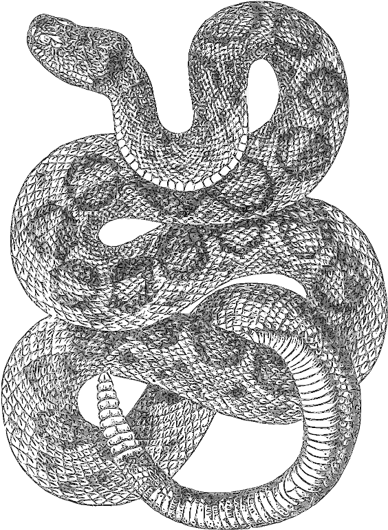 Rattlesnake Drawing T - Rattle Snake Line Drawing (586x800), Png Download