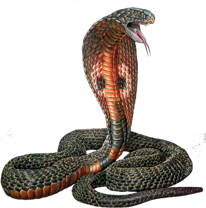 Cobra Vector Snake Plissken - Serpent Cobra (800x815), Png Download