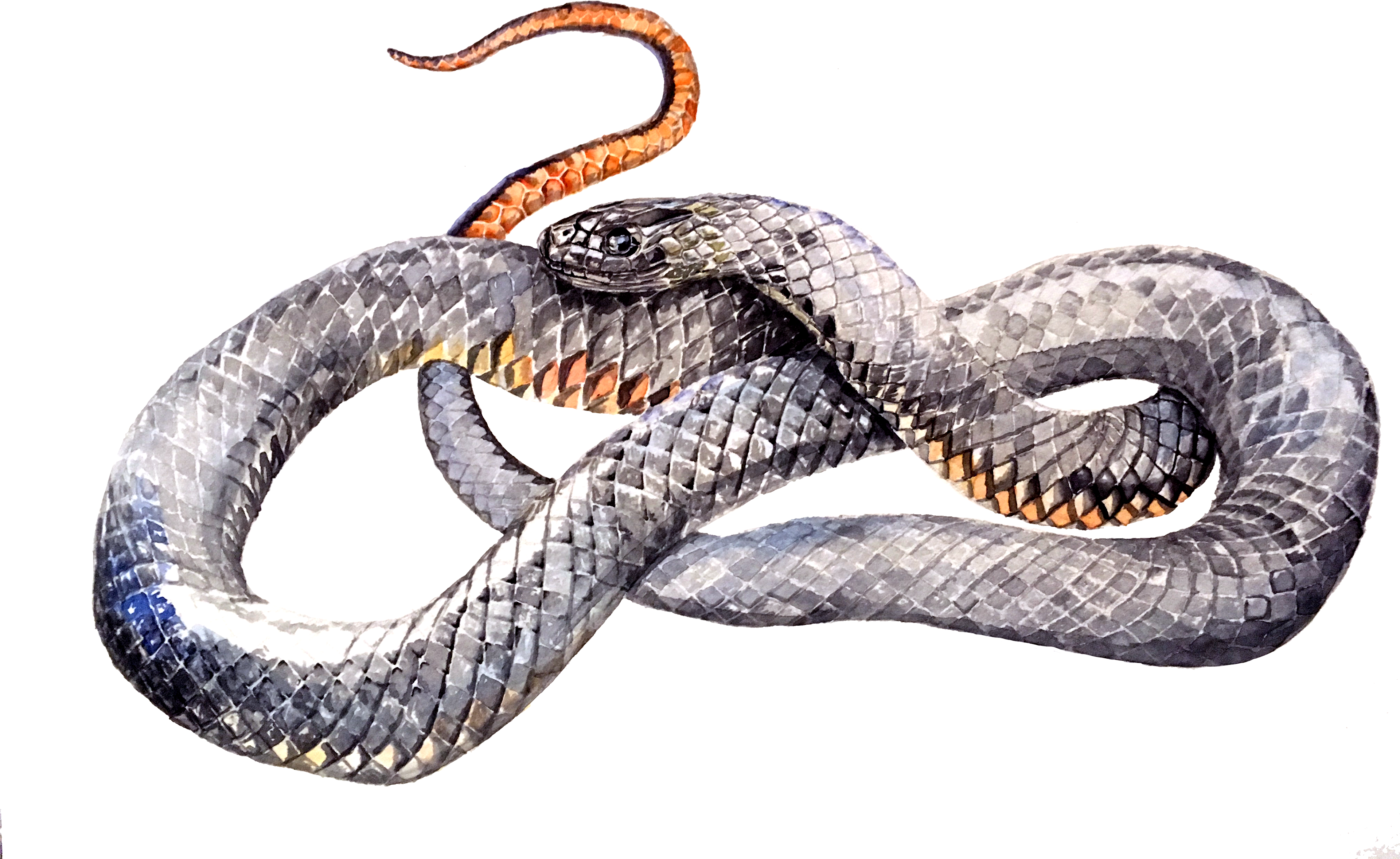 Serpent (3840x2880), Png Download