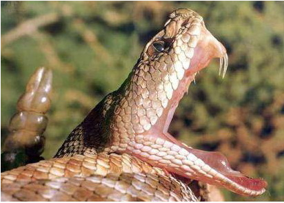 34072 - Snakes (411x468), Png Download