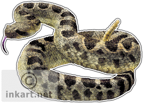 Northern Pacific Rattlesnake Decal - Northern Pacific Rattlesnake Gif (590x425), Png Download