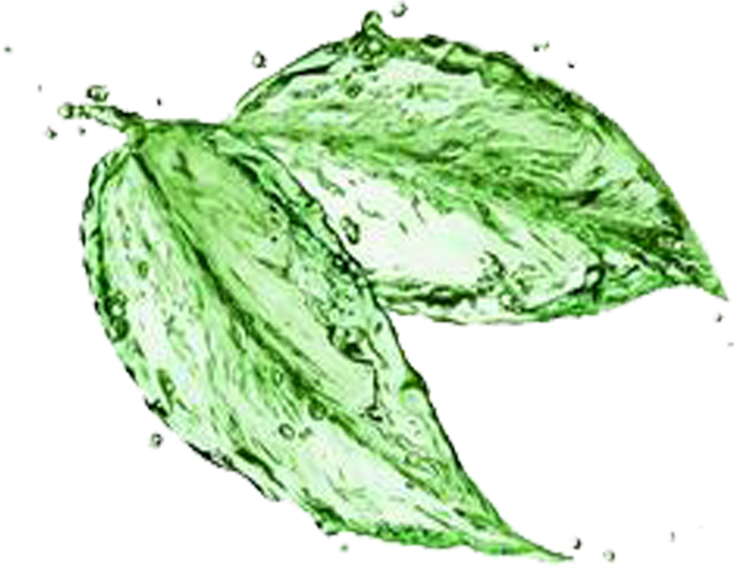 Green Tea Matcha Water Stock Photography - Leaves Made Of Water (2953x2953), Png Download