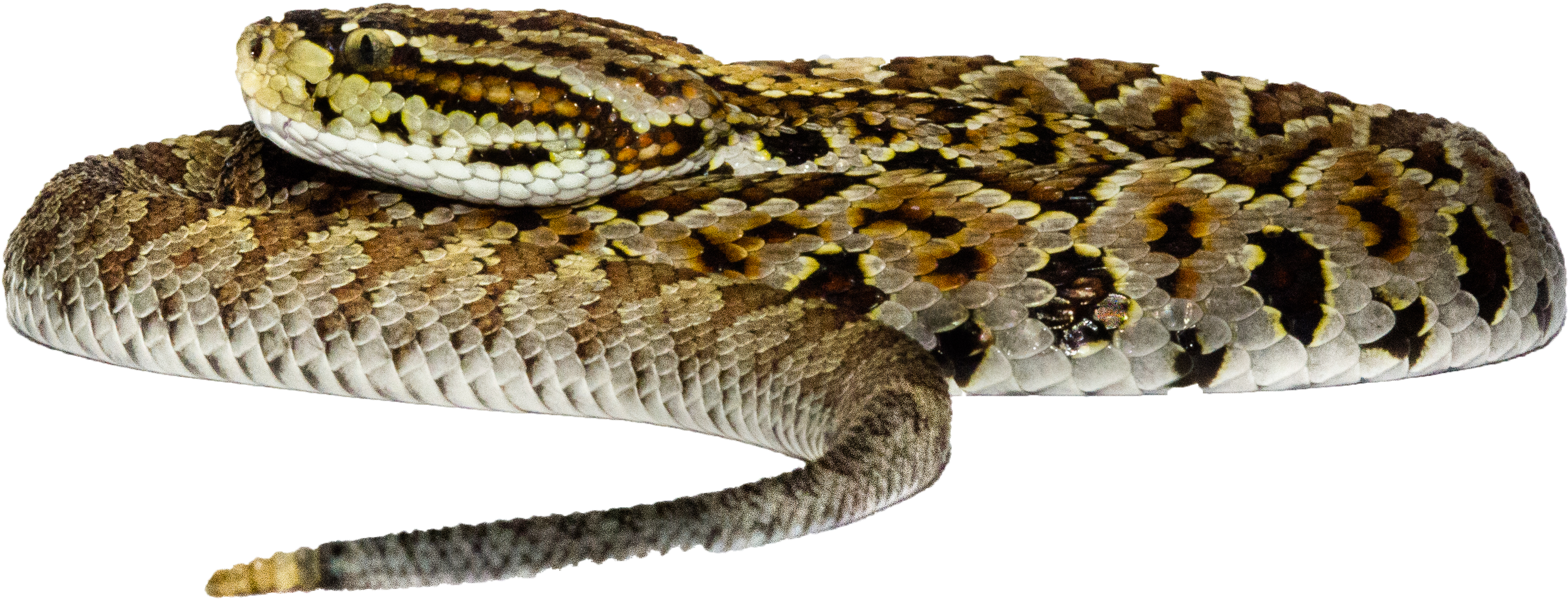 Download Transparent Burmese Python - PNGkit