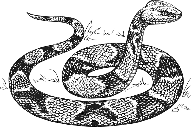 Head, Snake, Drawing, Raised, Scales, Copperhead, Scale - Serpiente Dibujo (640x426), Png Download