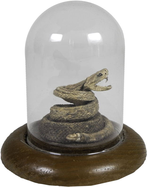 Small Rattlesnake In Glass Casing (1000x1250), Png Download