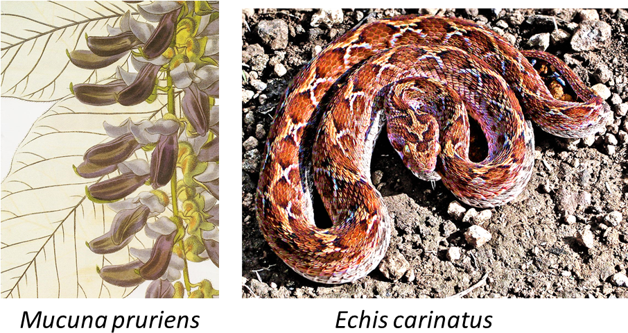Echis Carinatus - - Lyre Snake (905x505), Png Download