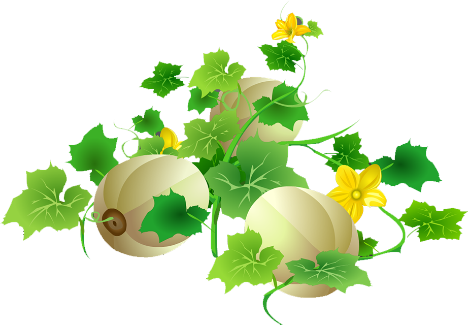 Cantaloupe Melon Download - Cantaloupe Plant Png (922x640), Png Download