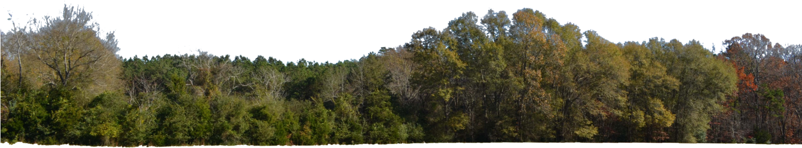 Transparent Stock Png For Free Download On Mbtskoudsalg - Hill Forest Png (1098x727), Png Download