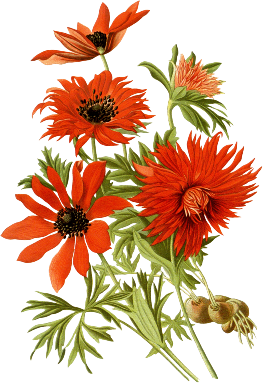 Image Black And White Stock Favorite Flowers Of Garden - Red Flowers Botanical Png (552x800), Png Download