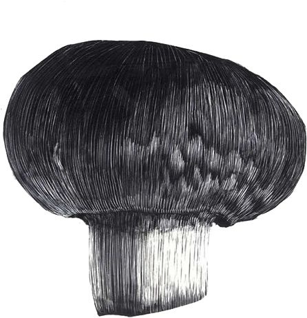 F49f867957719 - 562ba8fcbe62f - Russula Integra (1000x678), Png Download