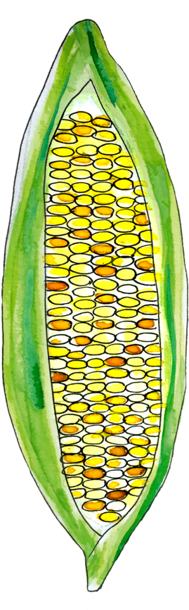 Corn June2018 Lyndsay - Maize (1000x1000), Png Download