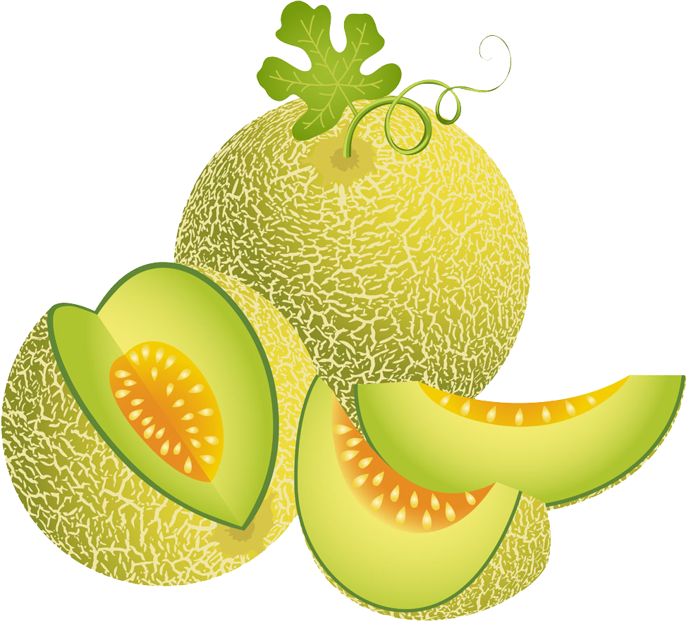 Melon Illustration Green Transprent Png Free Download - Melon Vector (1000x906), Png Download