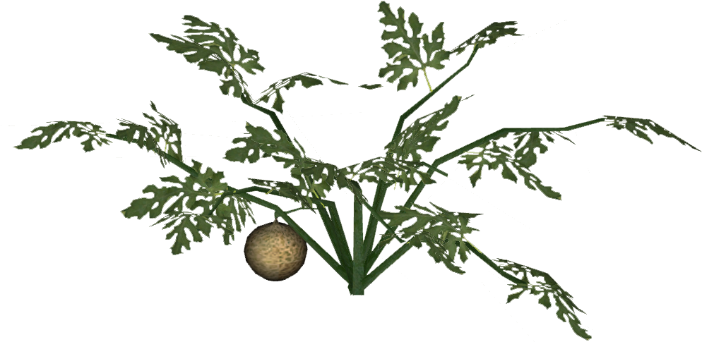 Cantaloupe - Juniper (993x993), Png Download