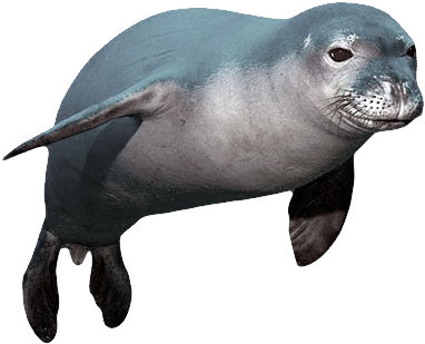 Seal Png (462x336), Png Download
