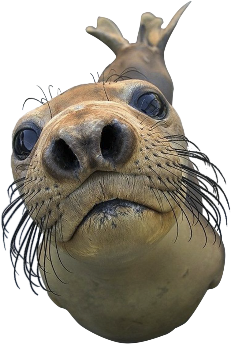 Seal Animal Png Royalty Free Library - Can I Play With Your Phone (800x1201), Png Download
