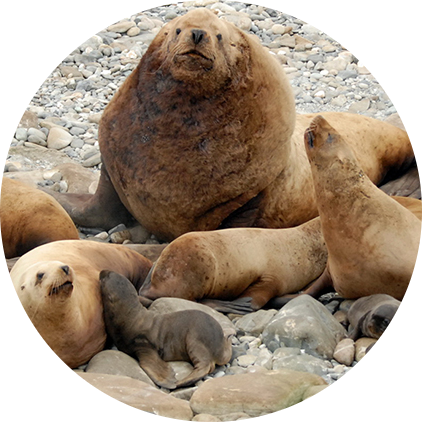 Noaa Stellar Sea Lions - Huge Steller Sea Lion (422x422), Png Download