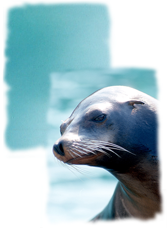 California Sea Lion (344x479), Png Download