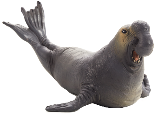 Elephant Seal Png Clipart Transparent - Mojo Sea Elephant (540x394), Png Download