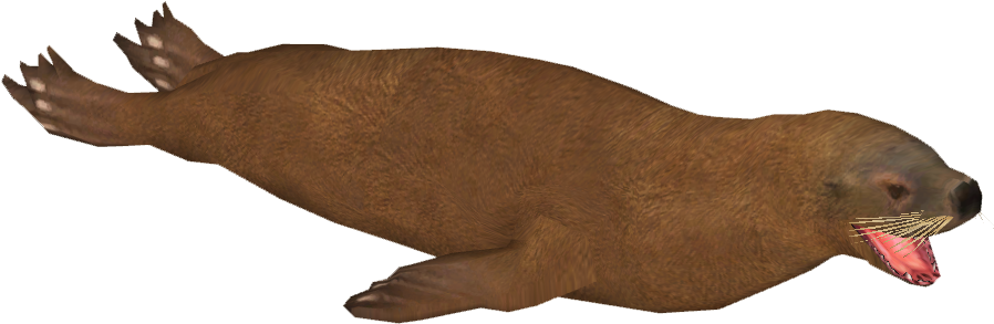Patagonian Sea Lion F - California Sea Lion (897x897), Png Download