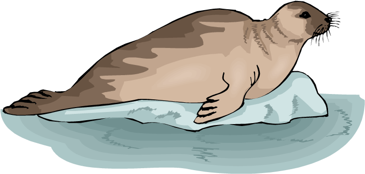 Leopard Seal Clipart Transparent - Seal On A Rock Clipart (750x386), Png Download