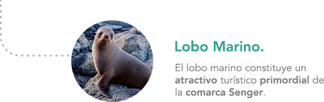 California Sea Lion (632x200), Png Download