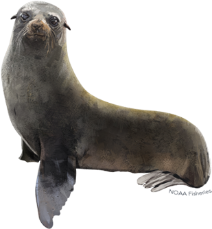 Guadalupe Fur Seal (640x427), Png Download