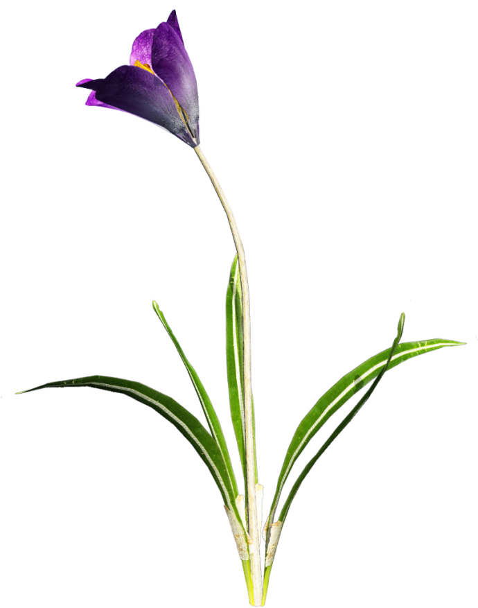 Download Amazing High-quality Latest Png Images Transparent - Purple Flower With Stem Transparent (723x1024), Png Download