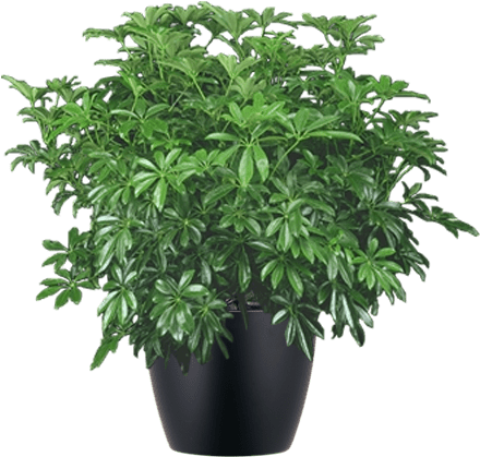 Schefflera Arboricola Umbrella Plant In Black Container - Schefflera (500x500), Png Download