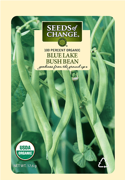 Organic Blue Lake Bush Bean Seeds - Tiger's Eye Bean Plant (573x573), Png Download