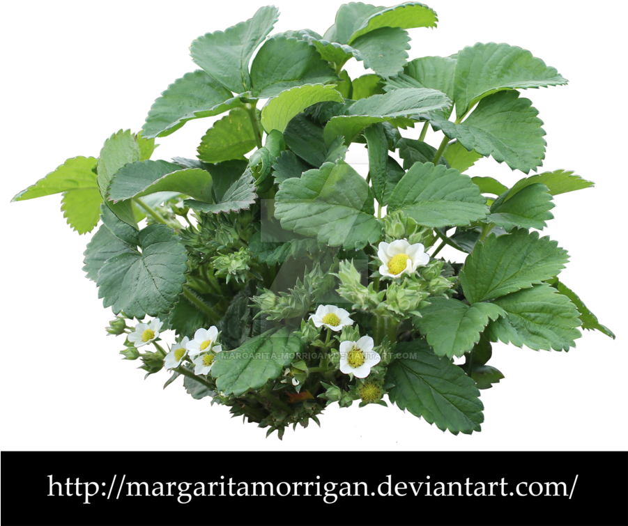Strawberry Plant Png - Strawberry Bush Transparent (900x790), Png Download