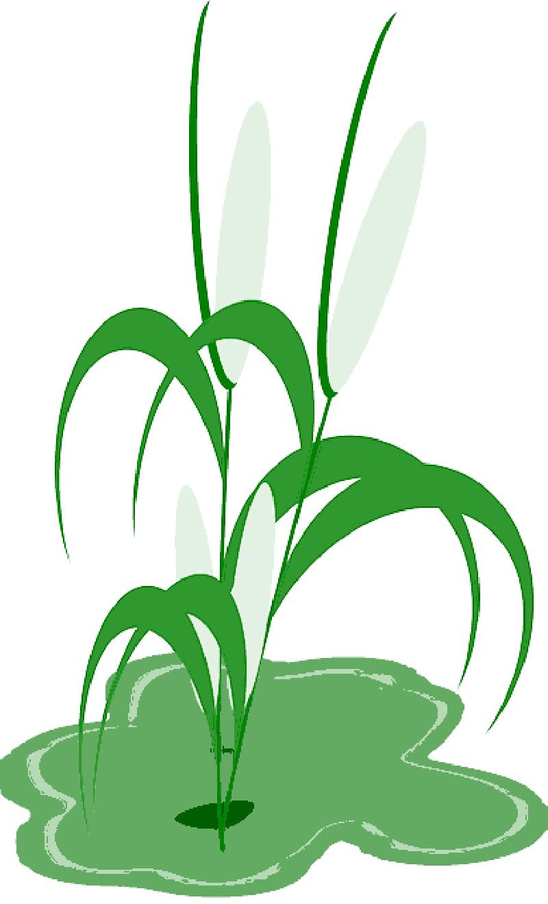 Reed Plant Cob Green Leaves - Planta De Milho Png (800x1319), Png Download