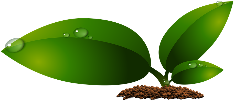 Crecimiento De Hojas (960x446), Png Download